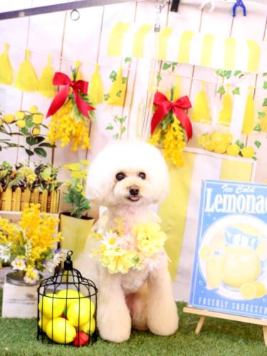 20240419ピッピちゃん